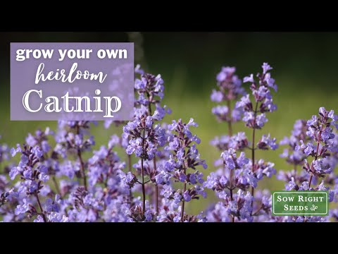 Sow Right Seeds | Grow Catnip