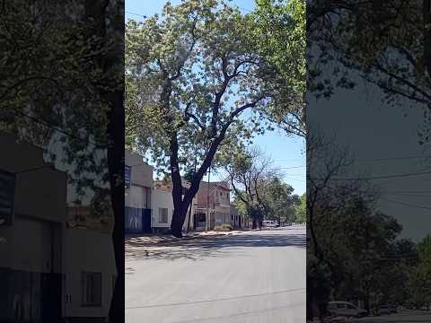 Calles de San José #guaymallen #mendoza #argentina #shorts
