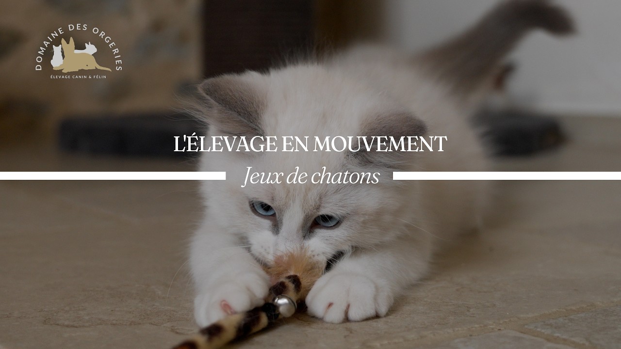 Vidéo : Jeux de chatons — chatons Ragdoll du Domaine des Orgeries en Mayenne