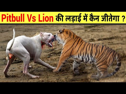 कौन जीतेगा इन दोनों में से ? | Lion Vs Pitbull Fight Real | Pitbull Vs Lion Comparison