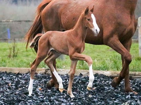 FREUDENSTURM- First Foal of Franz Joseph Junior*09.02.2020