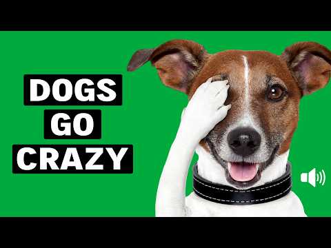 20 Crazy Sounds for Your Dog 🐶 Sounds That Make Dogs Go Wild