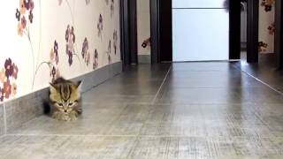 Top 10 Reasons to Adopt a Cat
