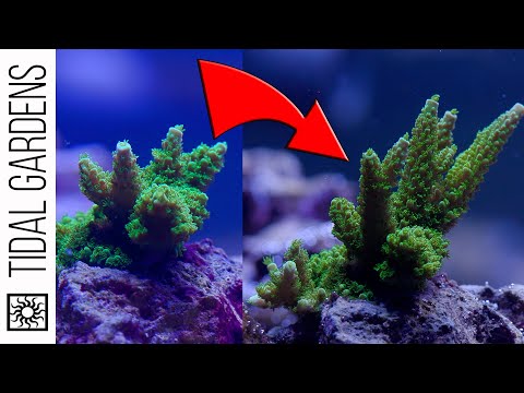 SPS Show Tank - Acropora Growth Progress! - Episode 6