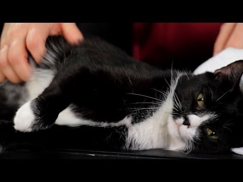 How to Pet or Massage Your Cat | Cat Care - YouTube