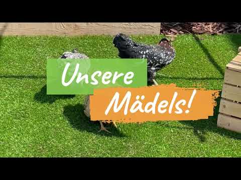 Hobbyfarming - Unsere Hühner haben Namen! - Vorstellung