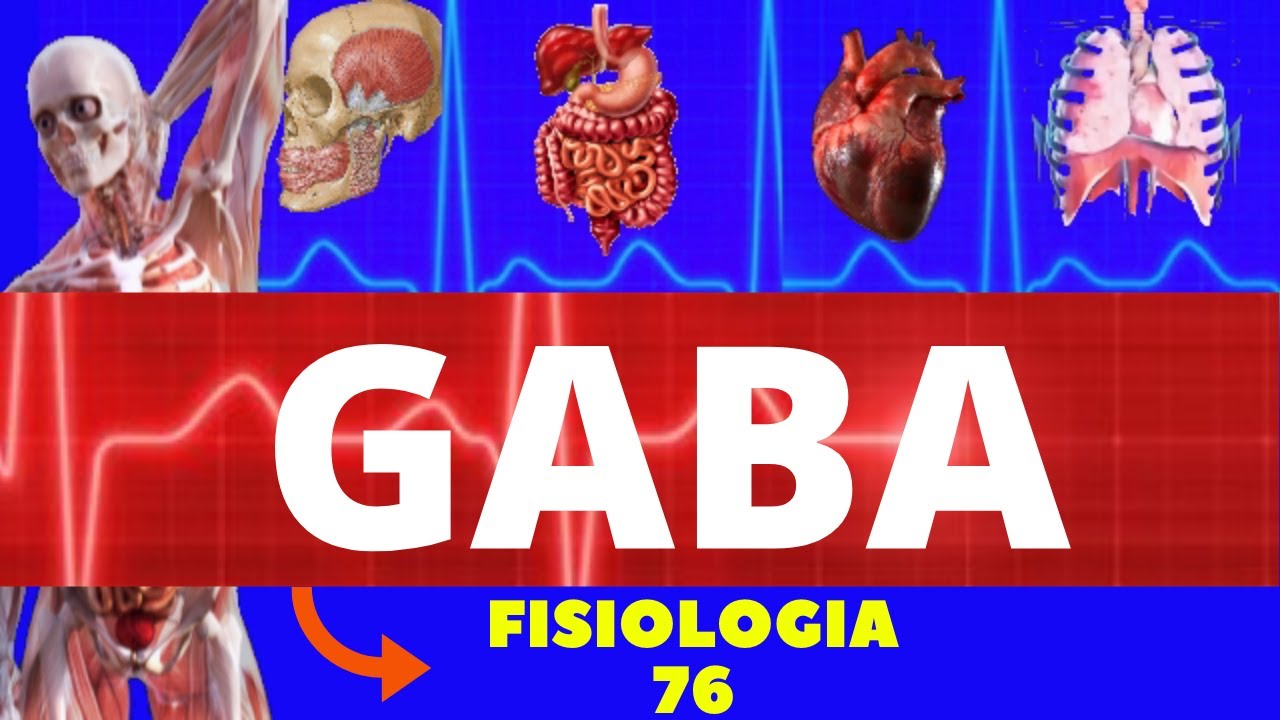 GABA - ÁCIDO GAMA AMINOBUTÍRICO (FISIOLOGIA DE GUYTON) FISIOLOGIA DO GABA - NEUROTRANSMISSOR