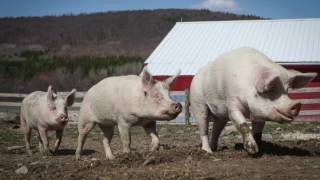 Nikki Pig: A Life Worth Saving