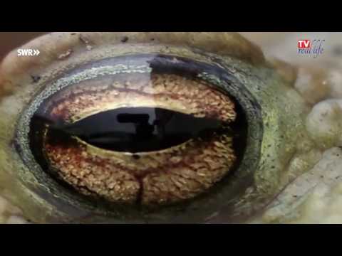 Pestizide - Das Gift auf unseren Feldern - Doku