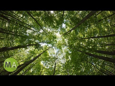 Wake Up Without Caffeine Binaural Beats Energy Booster