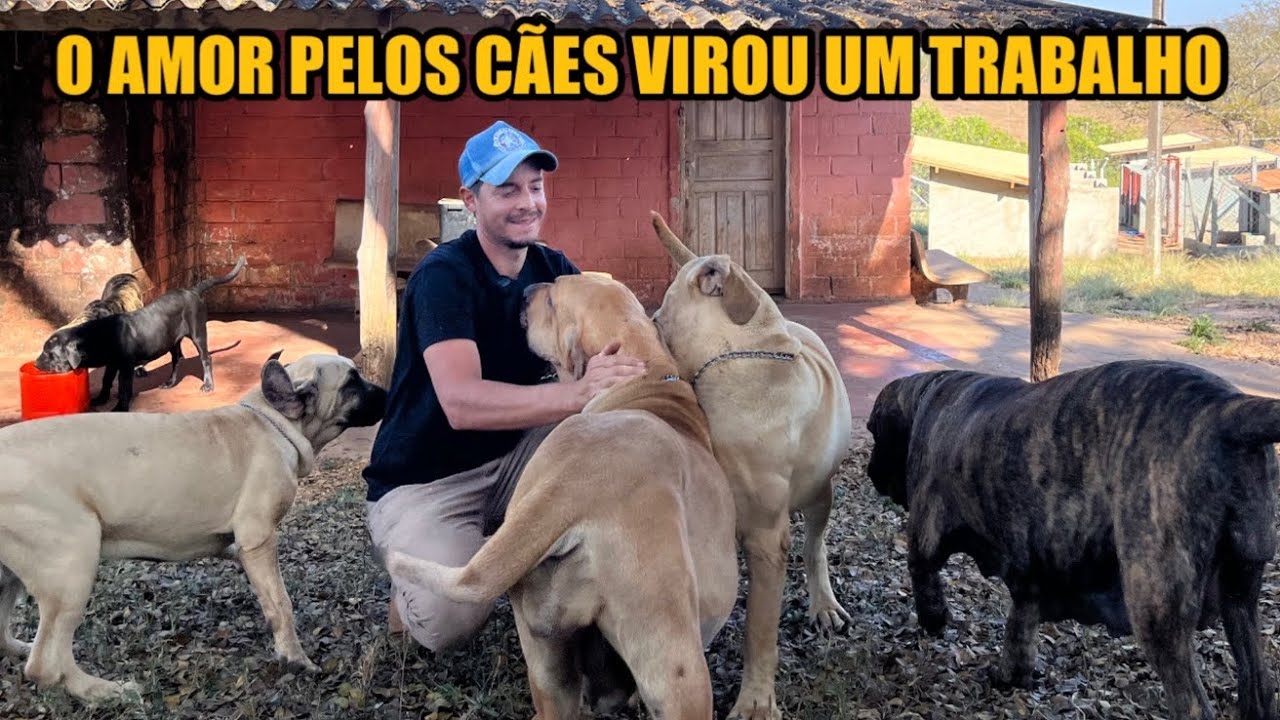 5 MOTIVOS DE CRIAR UM FILA BRASILEIRO