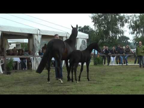 Sudweyher Fohlenschau 2015 - Kat.-Nr. 43