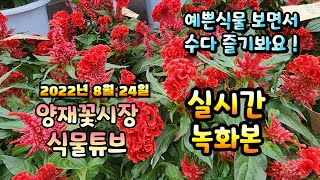 2022년 8월 24일 수요일   예쁜식물들 보면서 수다즐겨봐요   #양재꽃시장 #식물튜브