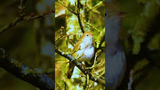 Download lagu SUARA LANTANG BURUNG SIKATAN LONDO DI HUTAN LIAR | NIGHTINGALE #birds #sikatanlondo #nightingale mp3 Download lagu SUARA LANTANG BURUNG SIKATAN LONDO DI HUTAN LIAR | NIGHTINGALE #birds #sikatanlondo #nightingale mp3