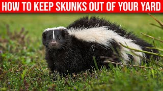 How To Keep Skunks Off Your Yard- (Quick & Easy)