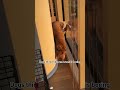 Dogs Love To Play Hide And Seek