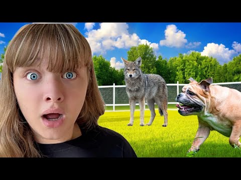 Wild Coyote: The Movie – Funniest & Best Parts!