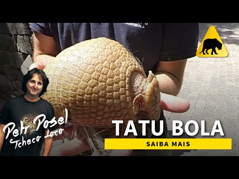 Tatu Bola