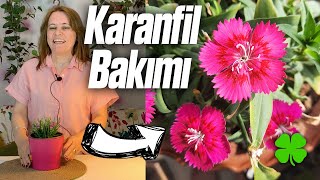 Karanfil Çiçeği Bakımı Nasıl Yapılır? | Sulanması, Çoğaltılması, Toprak Seçimi