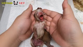 Baby newborn puppy crying loudly after revived from the VET – Saving puppy