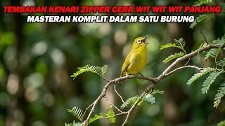 Download lagu PANCINGAN PLECI NEMBAK KENARI ZIPPER CERRR WIT WIT WIT PANJANG, COCOK BIKIN GACO MU JADI MEWAH mp3 Download lagu PANCINGAN PLECI NEMBAK KENARI ZIPPER CERRR WIT WIT WIT PANJANG, COCOK BIKIN GACO MU JADI MEWAH mp3