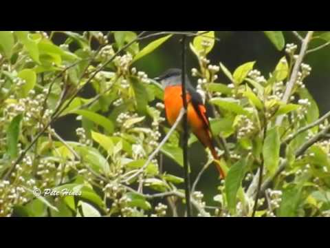Pestrec mandarínsky (Pericrocotus solaris) — správanie a biotop