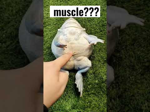 I Tickled a frog and he giggled In His Muscle #tiktok #shorts #frog #animal