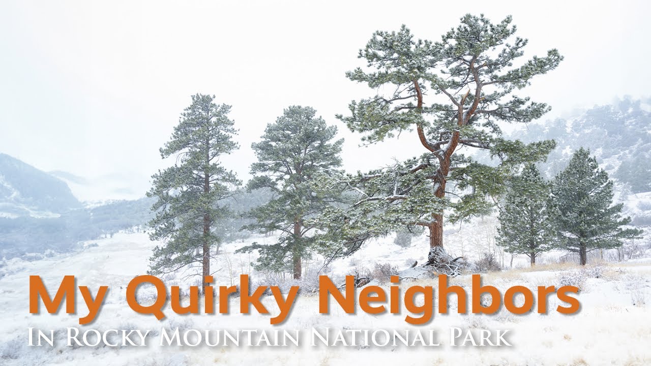 The Secret Lives of Rocky Mountain National Park’s Trees
