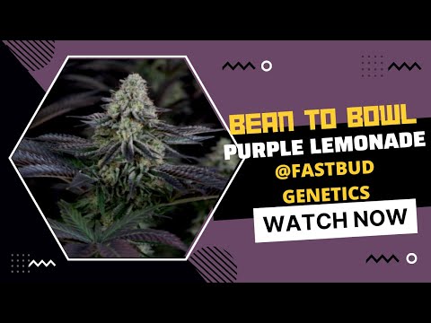 SEED TO HARVEST IN 5 MINS - PURPLE LEMONADE FASTBUD GENETICS BEAN TO BOWL FLOWER IN JUST 7 WEEKS