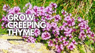 How to Grow CREEPING THYME FROM SEED| Use as a  Groundcover or Culinary Herb |BirdofParadise