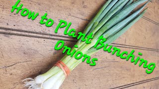 How to Plant Bunching Onions in Your Market Garden