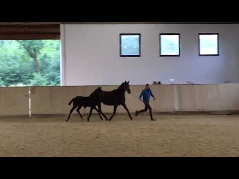 Verkaufsfohlen Cor De Brillant x Bernay