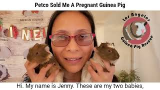 Pregnant Guinea Pig Petco
