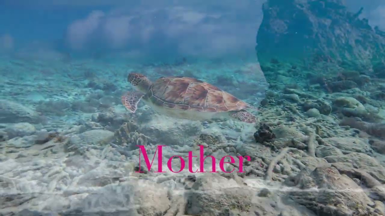 手のひらギフト/Spring Tokyo