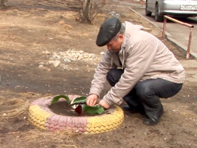 В Ангарске вывели новый сорт бананов