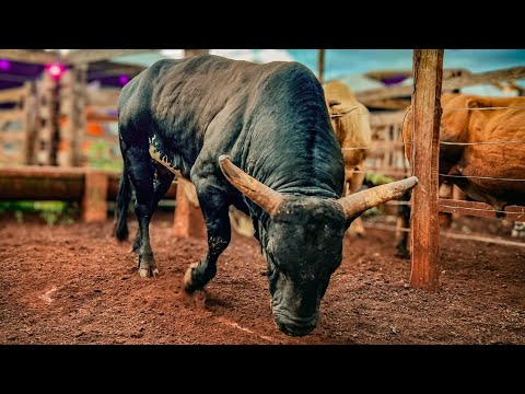 FINAL EM TOUROS - Rodeio de SANTA CRUZ DO RIO PARDO 2026