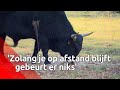Wandelaars over tauros in natuurgebied De Maashorst: 'Op afstand blijven'