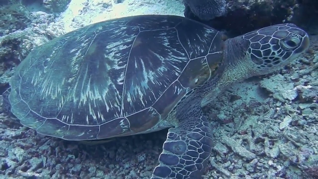 Beneath the Waves: Relaxing Music for Stress Relief, Meditation, and Healing