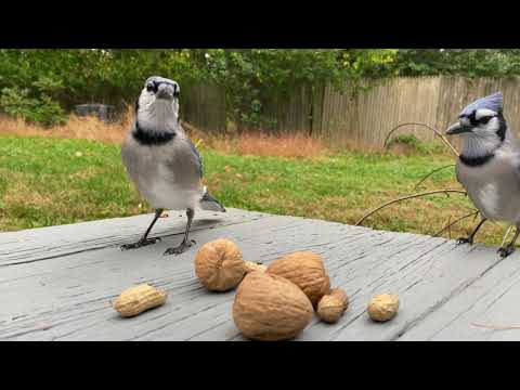 Couple Blue Jay Picking up Peanuts