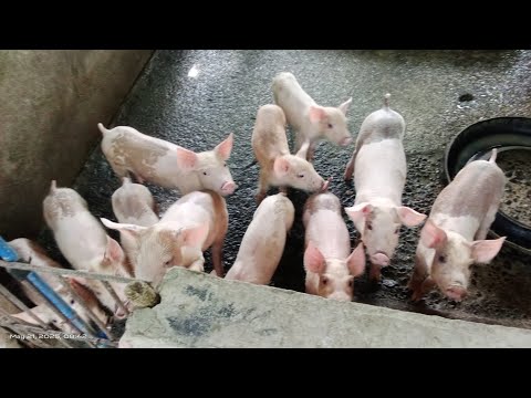 SolGrace Sumanion is live!