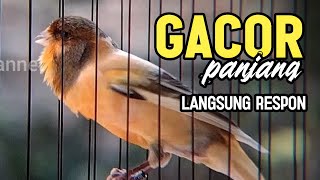 Download lagu KENARI GACOR PANJANG Rol Rapat EMOSI Cuit cuit Ngerol utk masteran murai batu FULL ISIAN mp3 Download lagu KENARI GACOR PANJANG Rol Rapat EMOSI Cuit cuit Ngerol utk masteran murai batu FULL ISIAN mp3