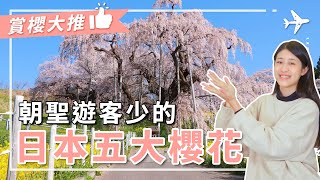 賞櫻 人少大推的櫻花聖地｜日本五大櫻花樹｜歷經歲月的千年櫻花古樹背後的故事 #日本五大櫻花 #日本三大櫻花 #日本賞櫻