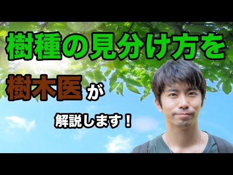 ラクウショウについて詳しく解説
