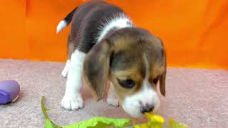 ビーグルの動画01