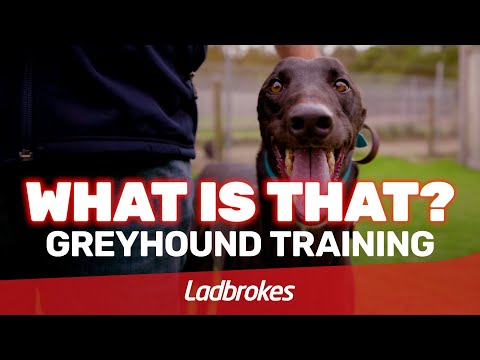 What Is That? Training Greyhounds With Jihad Talgi
