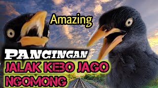 Download lagu Pancingan Suara Jalak kebo ngomong ‼️putar suara ini agar jalak mu bisa ngomong mp3
