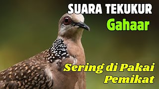 Download lagu Suara Tekukur Gacor Terbaru 2025 Cocok Untuk Pancingan Dan Pikat | SUARA TEKUKUR ALAM mp3