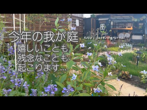 コテージガーデンにとって最も重要な植物 トピックス