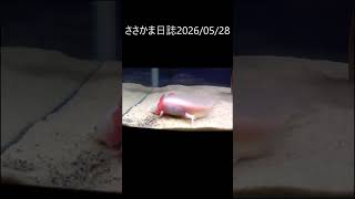 ささかま日誌20260528 #ウーパールーパー