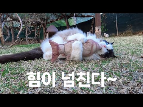 기운 없던 고양이가 산속에서 다시 눈을 반짝이기까지